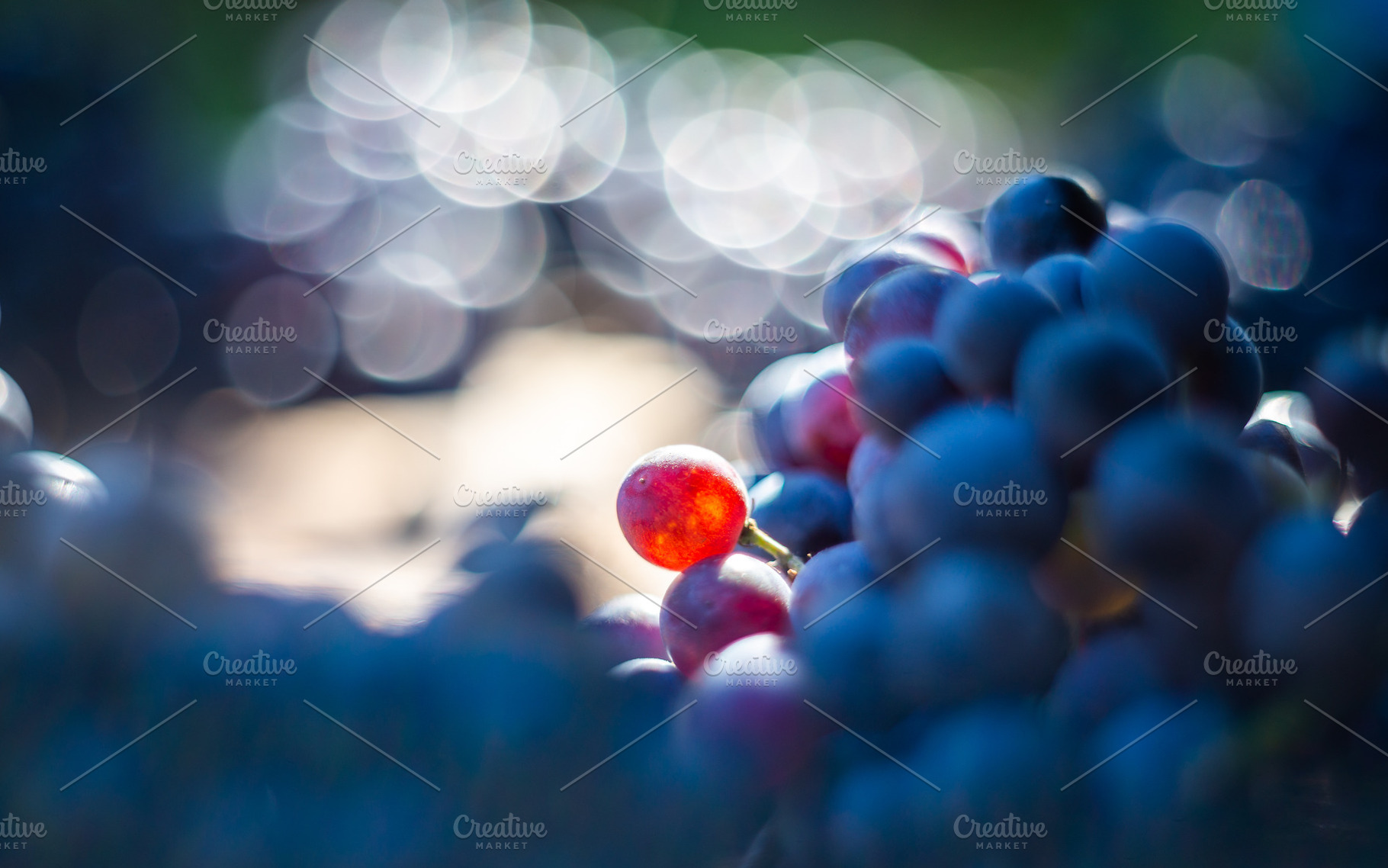 Macro view of blue vine grapes, a Food & Drink Photo by Mark Borbely