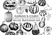 Pumpkins & Gourds - illustrations, a Food Illustration by Renée from Studio neetje (Thumbnail 1 of 5)