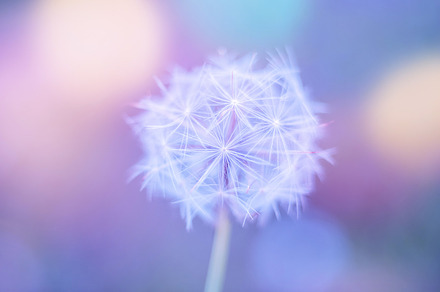 White close up dandelion featuring antrisolja, nature, and macro