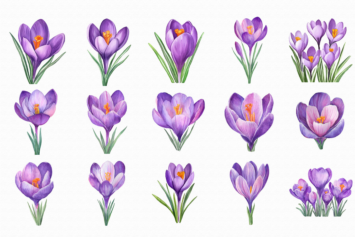 Watercolor Crocuses Clipart, an Illustration by Libby Wishes (Photo 2 of 7)