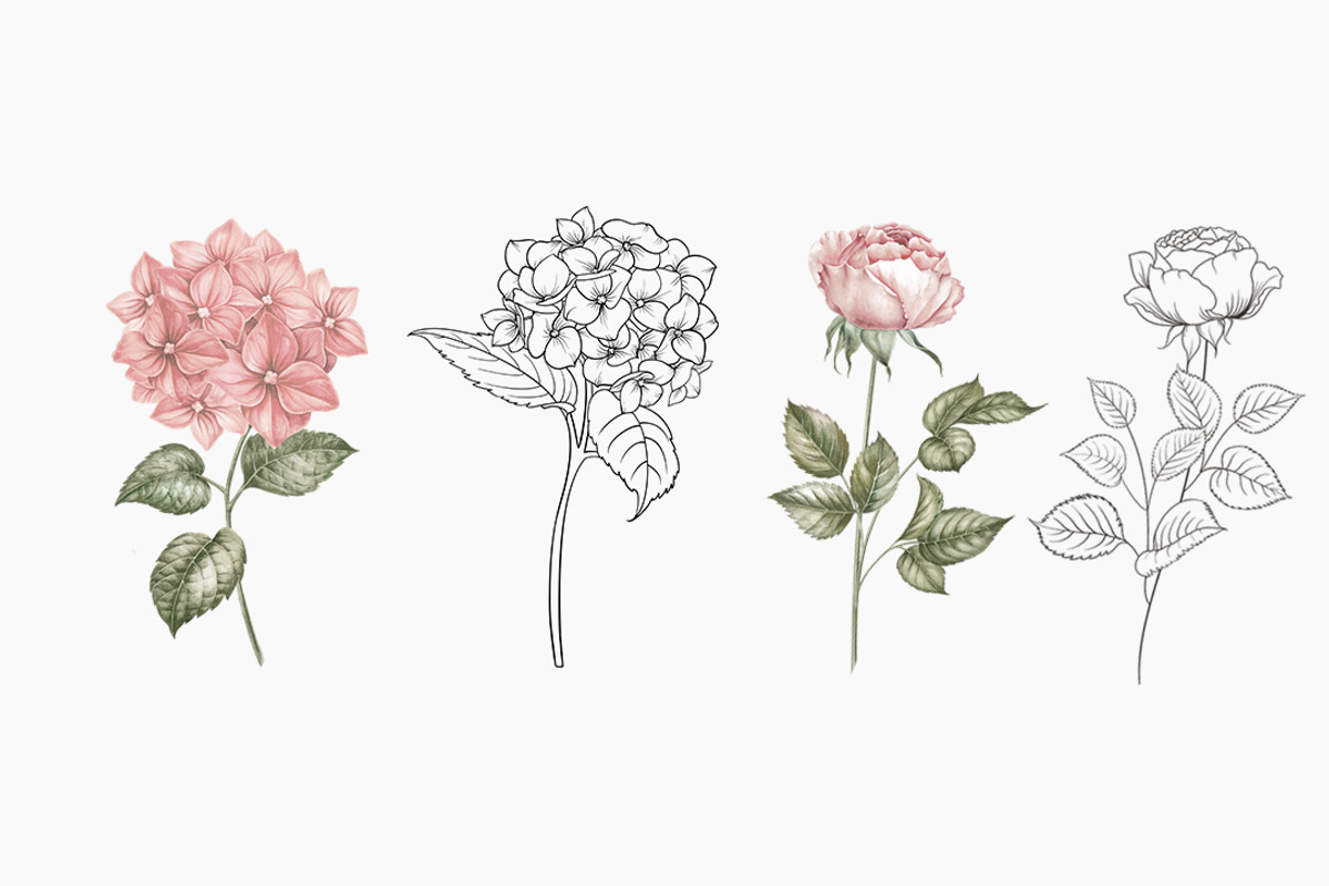Bouquets roses & hydrangea, an Illustration by Kotkoa (Photo 5 of 8)