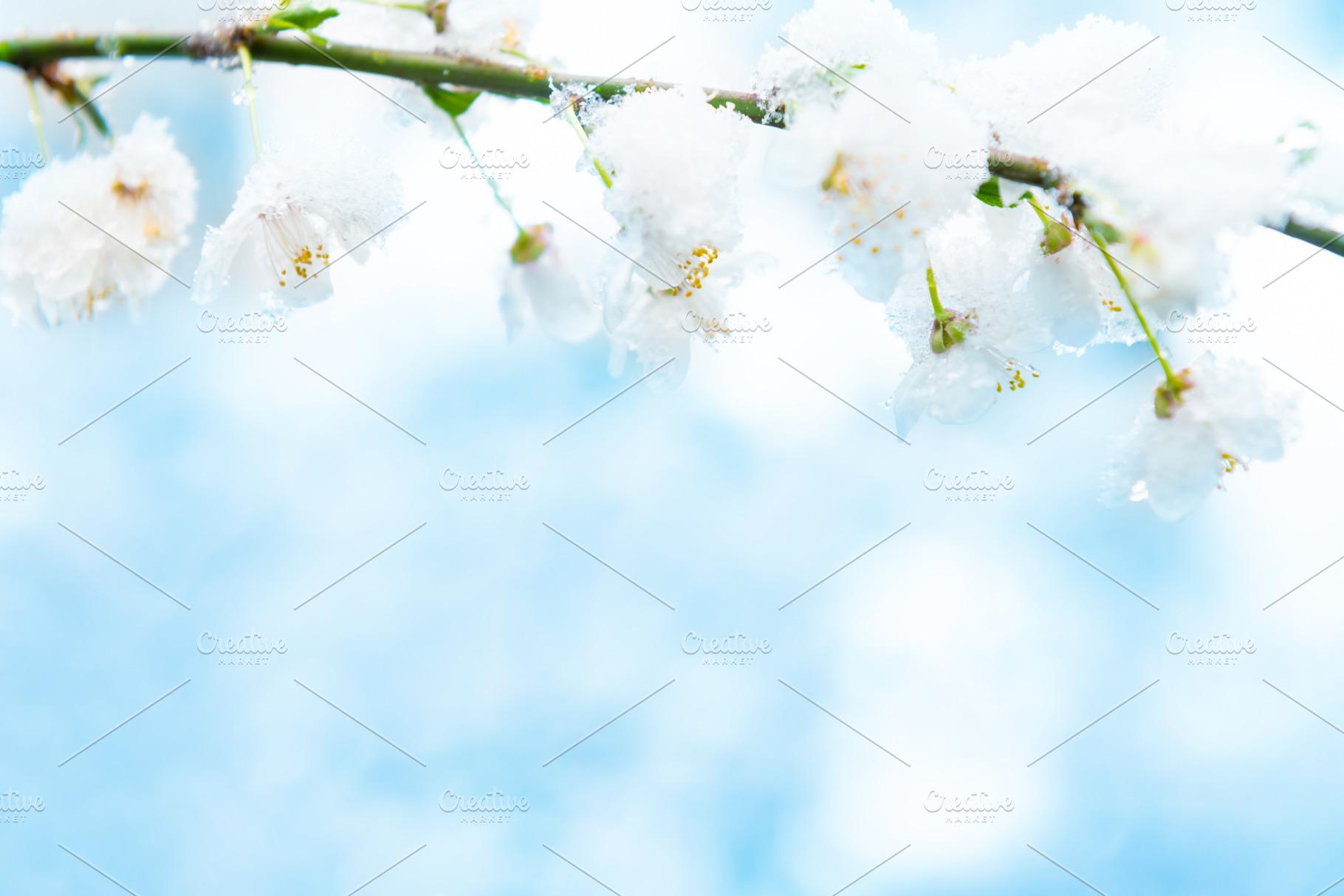 White flowers of branch cherry tree, a Nature Photo by Vapi