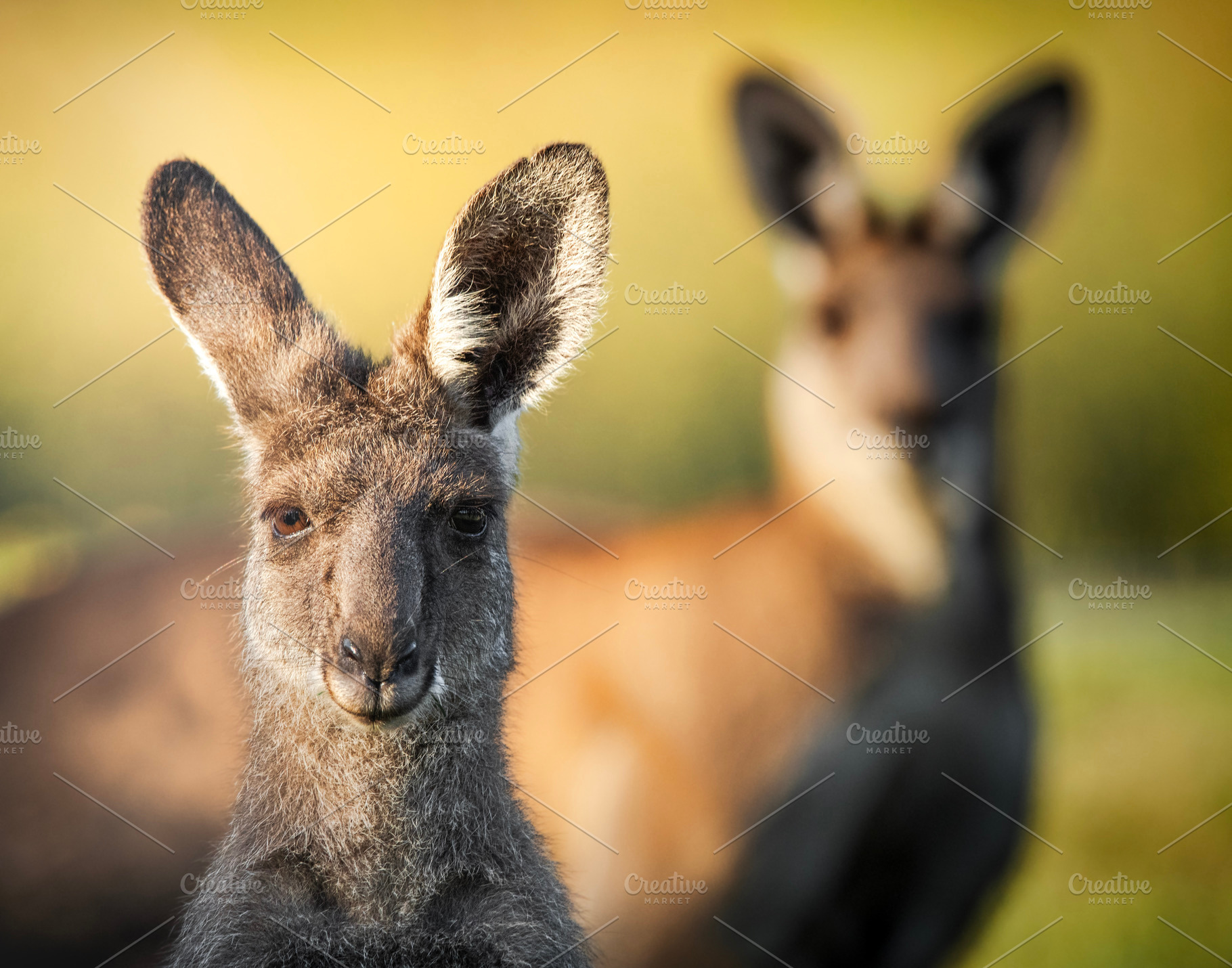 Female and Male Kangaroos, an Animal Photo by Rob D Animal Photography