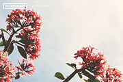 FilterGrade Retro Series I, an Action Add-On by FilterGrade (Thumbnail 4 of 5)