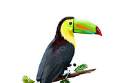 Tropical Birds SET, Exotic Species, an Animal Illustration by Dneprstock (Thumbnail 7 of 10)