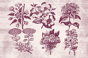 Vintage Flower Illustrations, an Illustration by TheBlackPixelCo (Thumbnail 2 of 6)