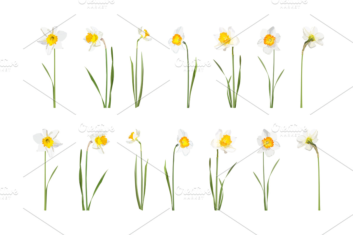 Vector object brushes. Daffodils preview 6