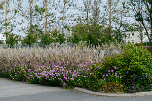 Blooming flowers in a garden surrounded by a fence and greenery, a Photo by AS photostudio
