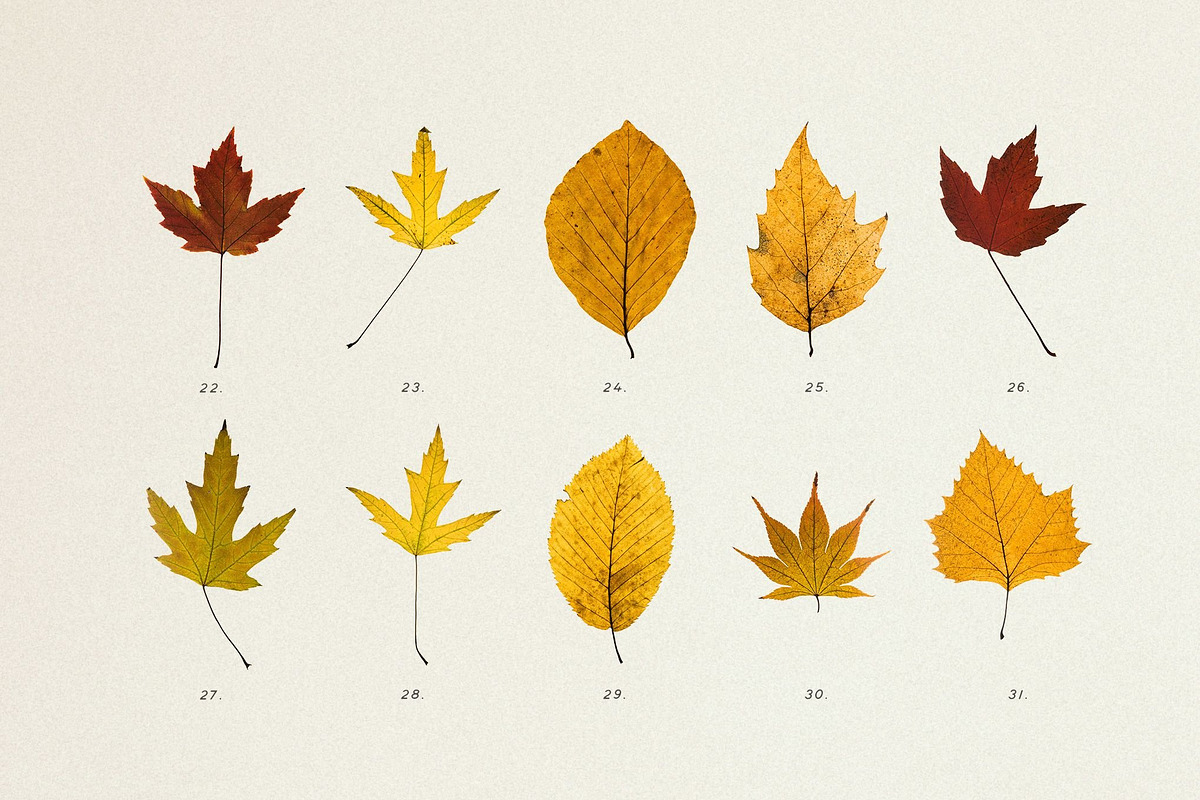 BUNDLE - Dry Flowers & Leaves, an Object Graphic by Sparrow & Snow (Photo 22 of 28)