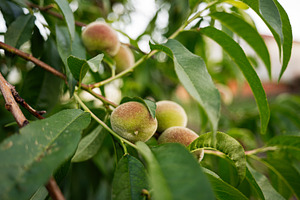 Ripe peaches growing on a tree branch with vibrant green leaves, a Photo by AS photostudio