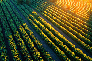 Geometric farming patterns showcase the beauty of agricultural landscapes at su, a Photo by AlyaAnd