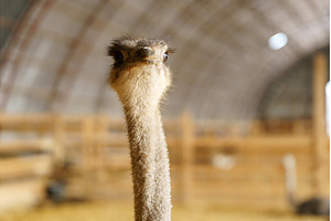Ostrich with elongated neck in a, an Animal Photo by darksoul72