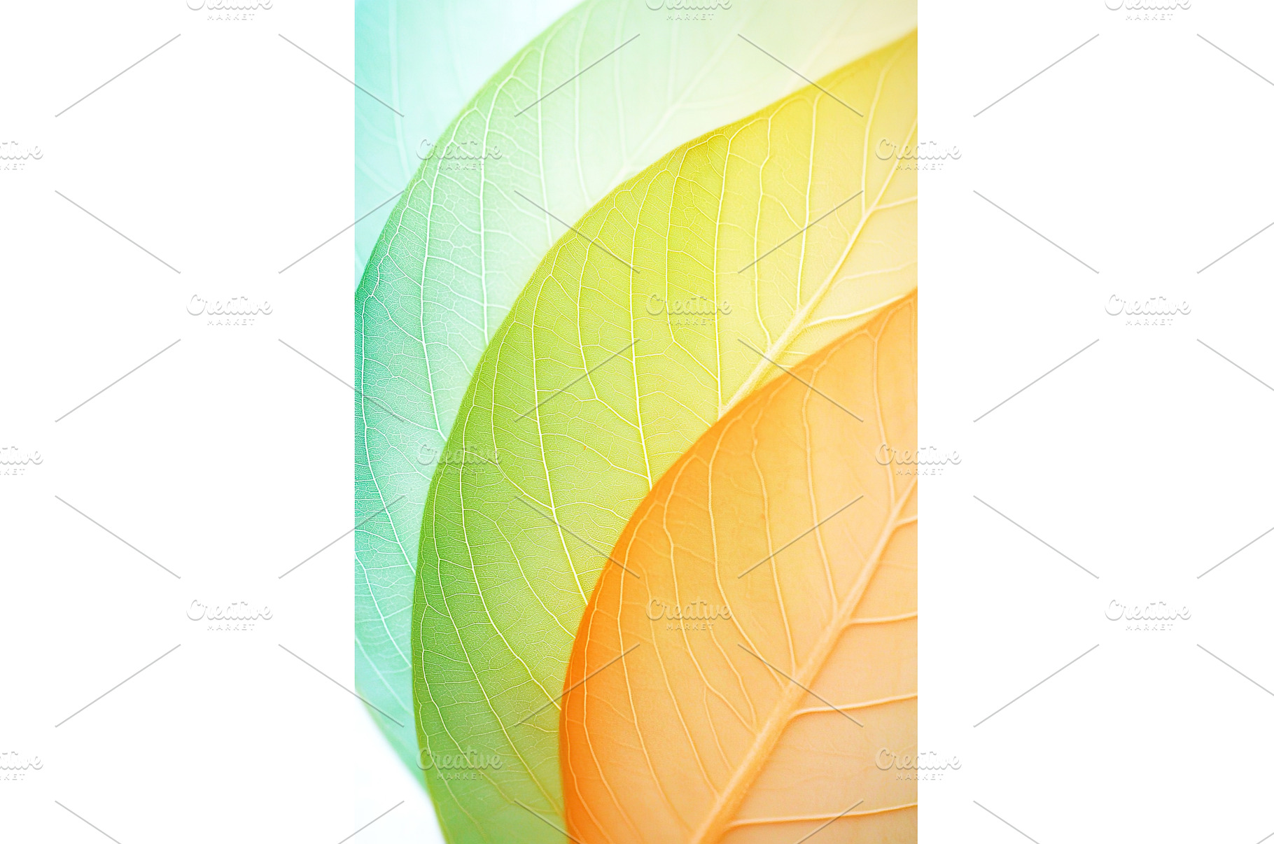 Colorful gradient leaves showcasing, a Nature Photo by Lermont51