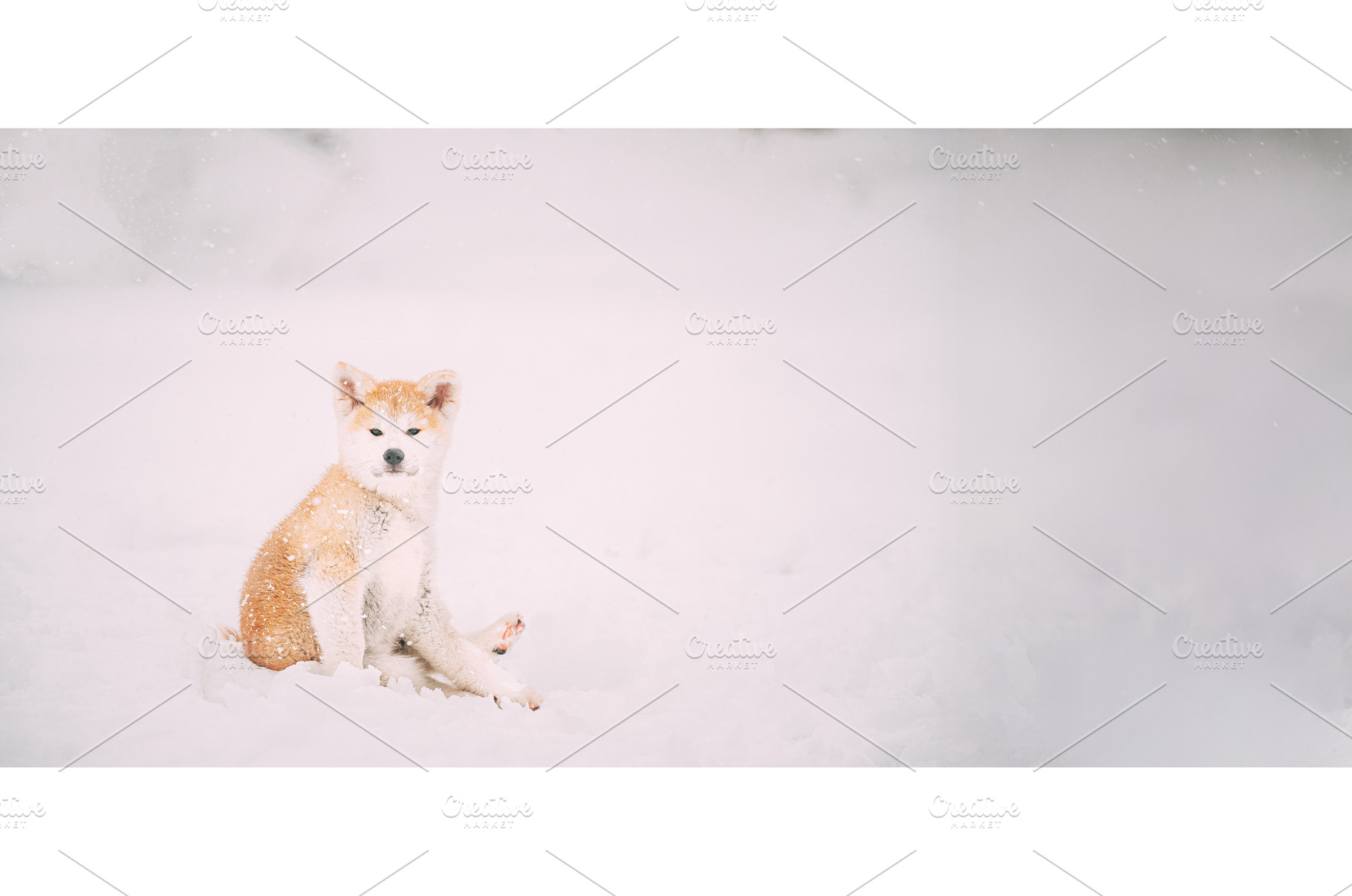 Beautiful Puppy Of Akita Dog Or, an Animal Photo by Our Amazing World