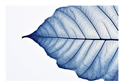 Cyle Collection · Blue Tone Leaves, a Background Graphic by milatovar (Thumbnail 9 of 32)