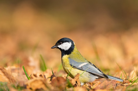 Great tit close up ( Parus major ), an Animal Photo by AlexBush