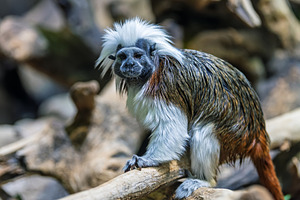 Cotton-top tamarin (Saguinus oedipus) little monkeys that are ve, an Animal Photo by Byrdyak