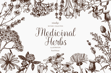Medicinal Herbs Collection, a Healthcare Illustration by Yevheniia