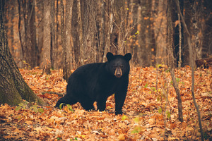 Black Bear in the Forest