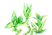 Lucky Bamboo - watercolor clipart, an Illustration by AqwaColor (Thumbnail 4 of 4)