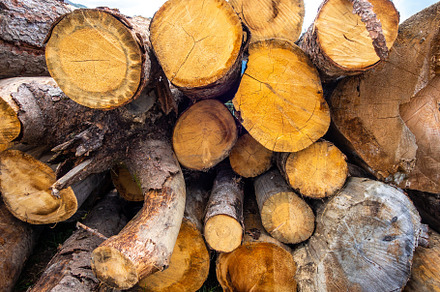 Stack of tree trunks, a Nature Photo by GoodGoods