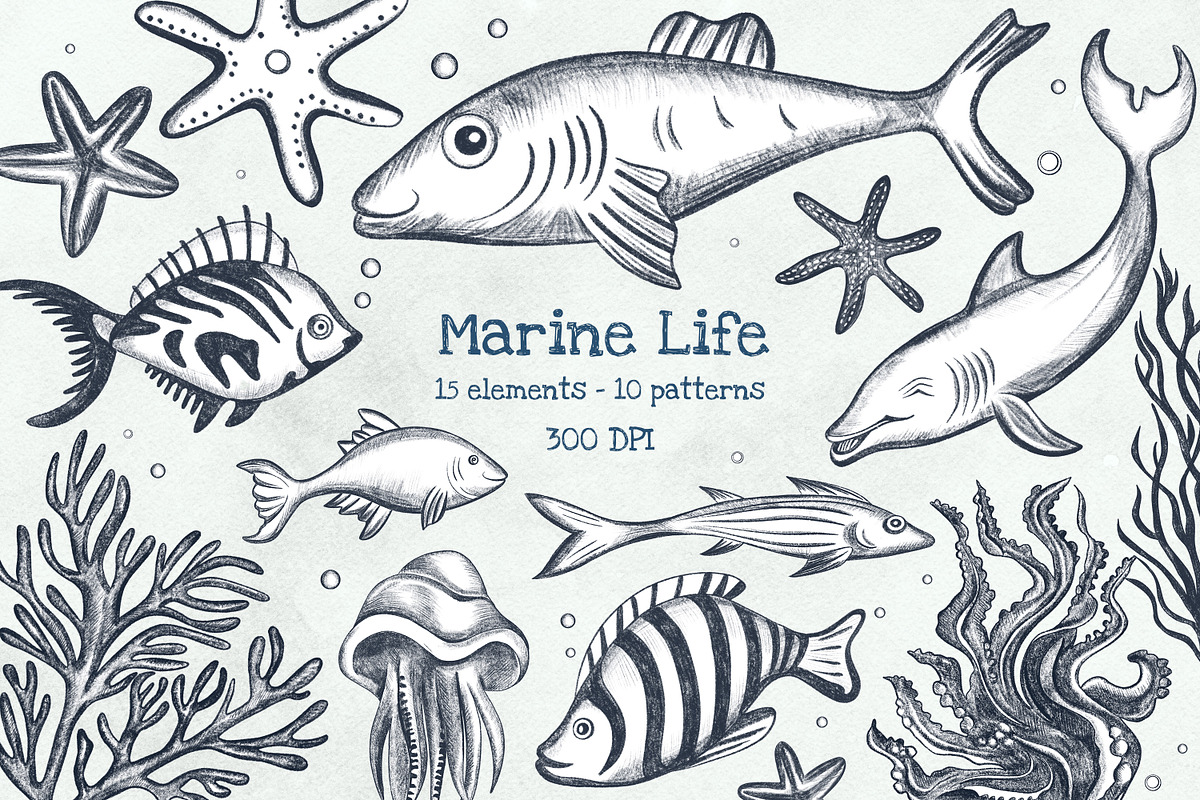 Sea Animals Pencil Clipart, an Illustration by Hanna's ArtLab (Photo 1 of 4)