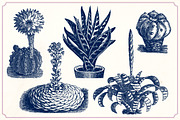 Vintage Cacti and Succulents, an Object Illustration by Mr Vintage (Thumbnail 8 of 11)