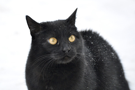 Black cat containing cat, black, and cute