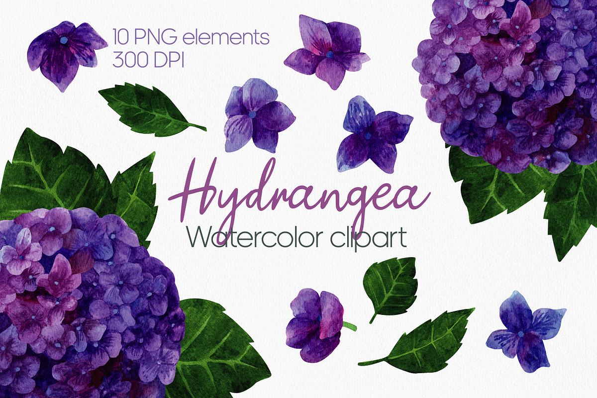 Hydrangea watercolor clipart PNG, an Illustration by Anntre (Photo 1 of 3)