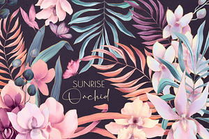 Sunrise Orchid