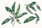 Tropical Leaf Clip Art, an Illustration by Ania Illustration (Thumbnail 2 of 6)