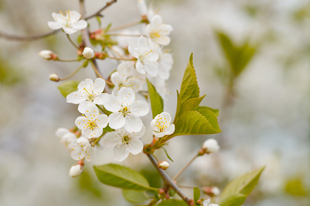 Blooming white cherry in spring day containing blossom, flower, and white, a Nature Photo by oleghz