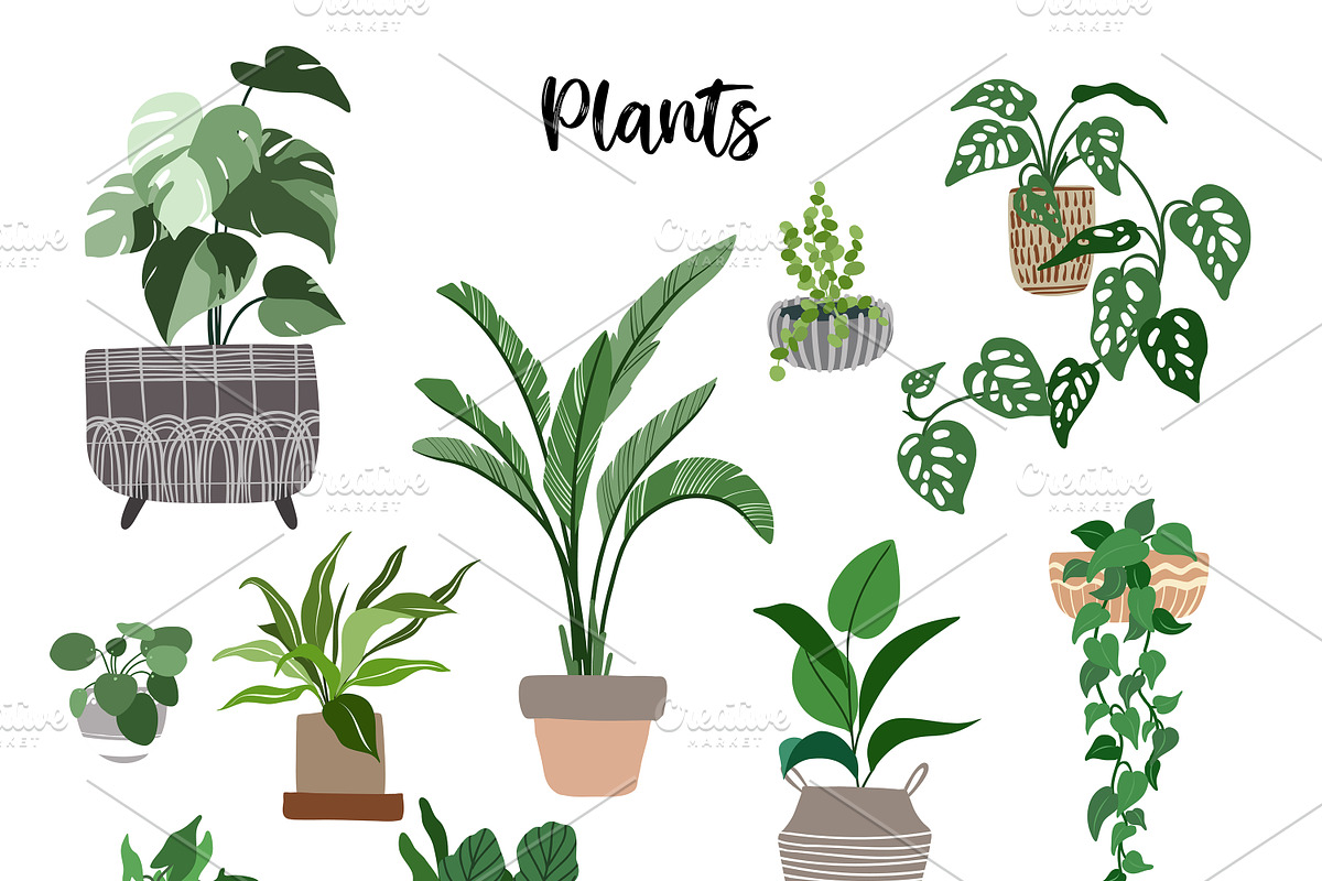 Indoor Plants, Vector Collection 2, an Object Graphic by JSolomatina (Photo 2 of 6)