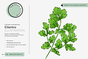 Cilantro Coriander Illustration, an Illustration by Mockup Studio (Thumbnail 1 of 3)