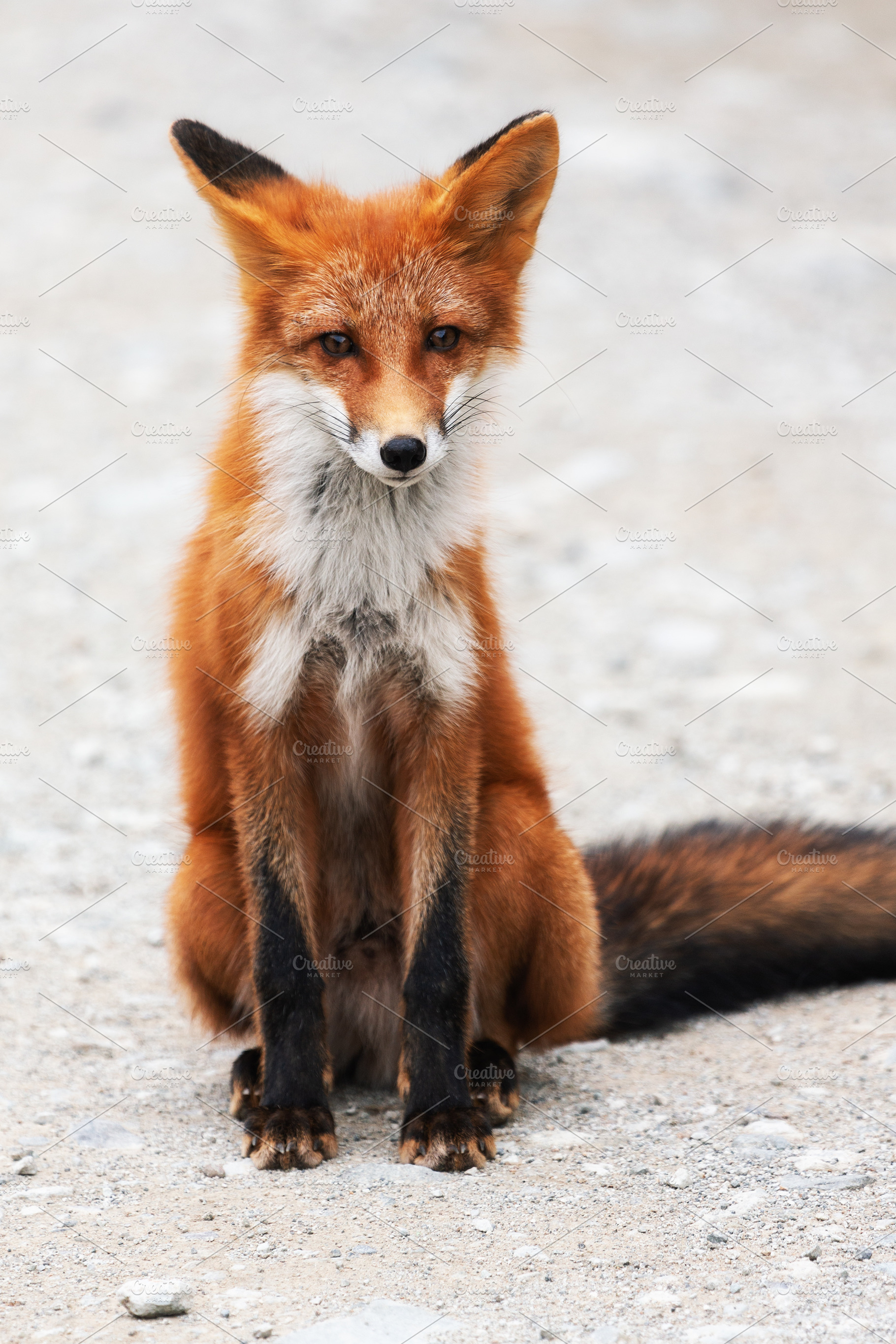 Portrait of cute wild red fox, an Animal Photo by Alexander-Piragis