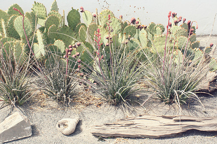 Wild Rosemary Bush preview 4