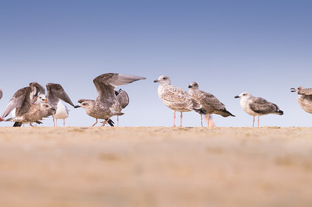 Seagulls on the seashore, an Animal Photo by Landscape and travel