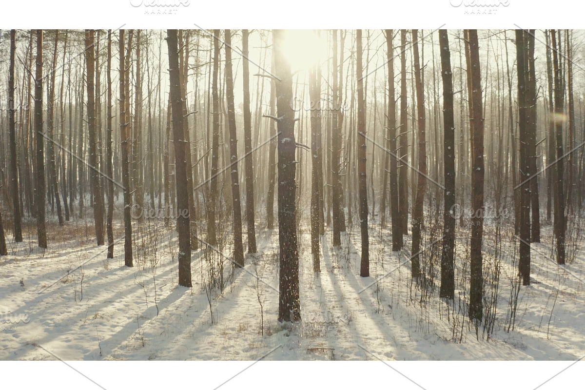 Beautiful Snowy White Forest In, a Nature Photo by Our Amazing World (Photo 1 of 2)