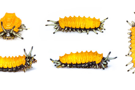 Group of amber caterpillar. Worms., an Animal Photo by yod67
