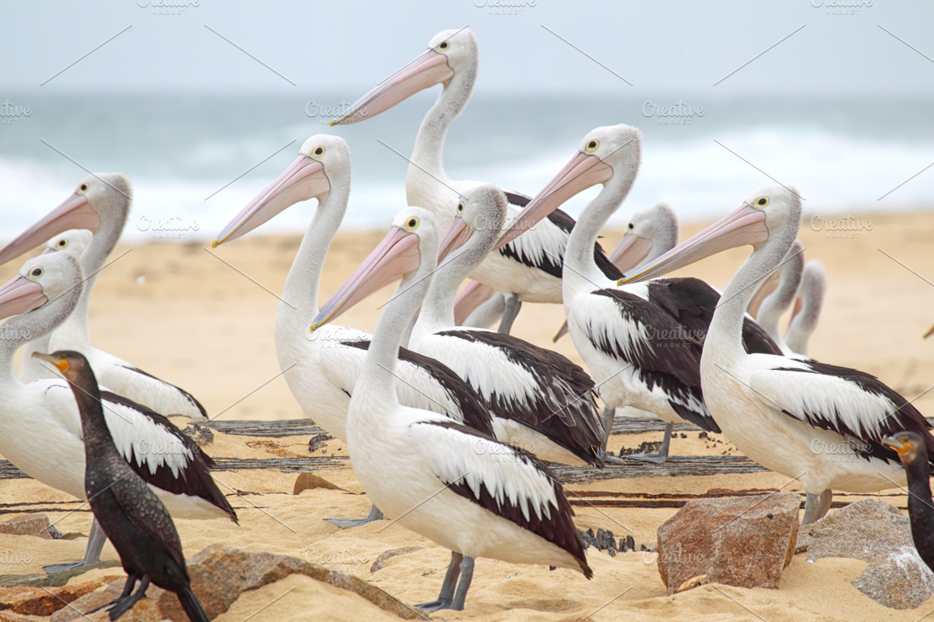Australian pelicans, an Animal Photo by DirkR