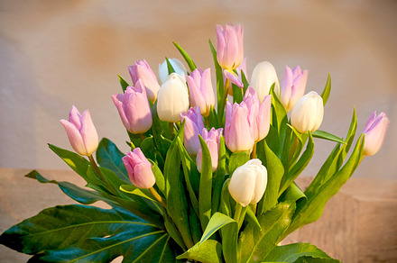 White tulips in my garden, a Photo by Peopleimages.com