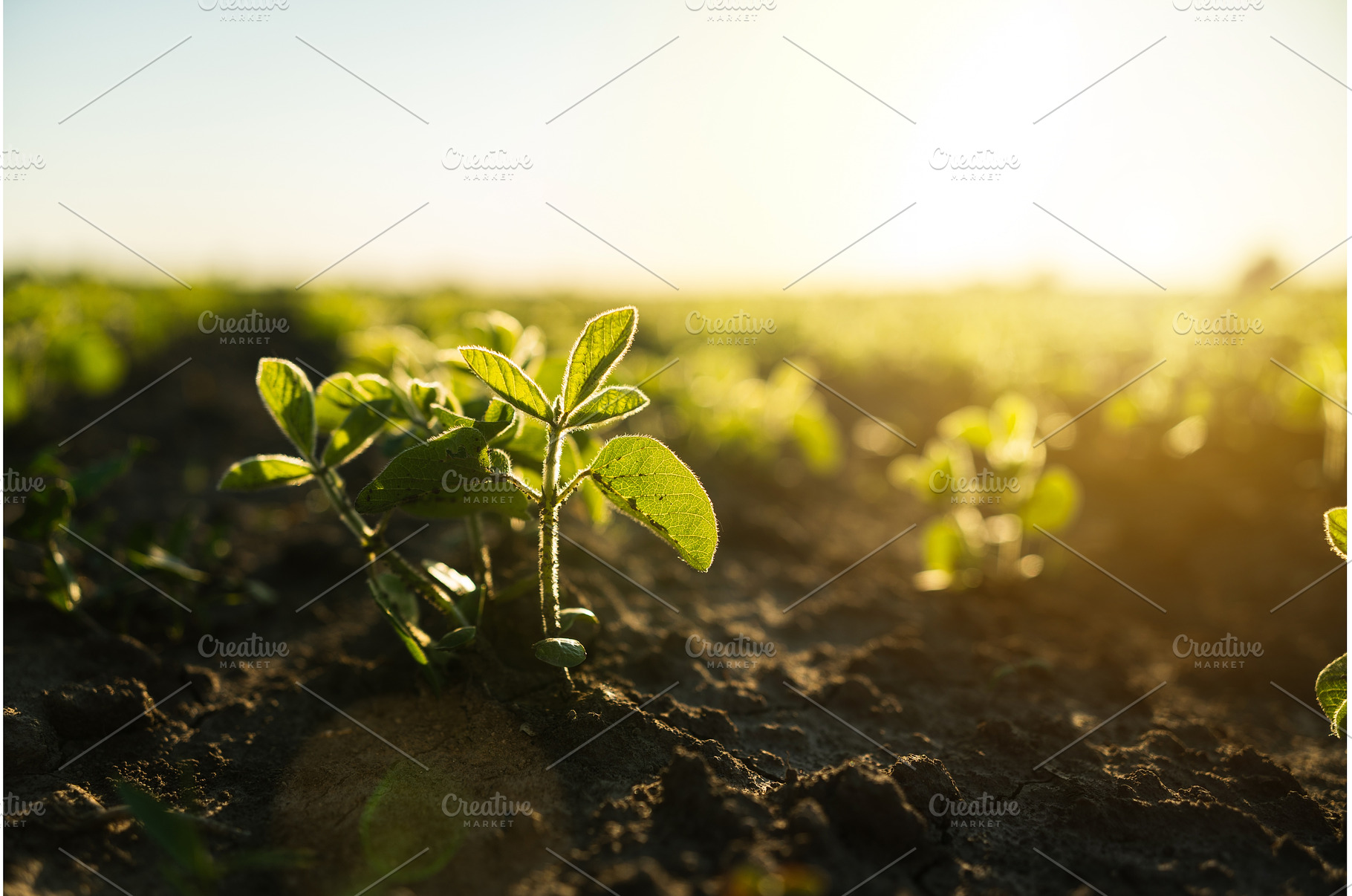 Soy sprout emerging from dry, a Nature Photo by volodymyrshtun13795