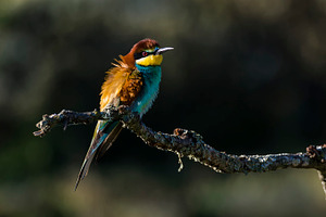 European beeeater featuring merops, apiaster, and european