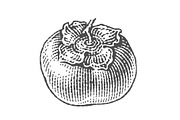 Persimmon engravings, a Food Illustration by Irina Trusova (Thumbnail 3 of 3)