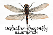 Dragonfly Australian Vintage Insect, an Illustration by Enliven Designs (Thumbnail 1 of 8)