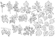 Gooseberry hand drawn vector, a Food Illustration by Elena Mykhailenko (Thumbnail 2 of 4)