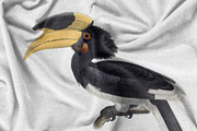 Vintage hornbill illustrations, an Animal Illustration by Natalka Dmitrova art (Thumbnail 6 of 17)