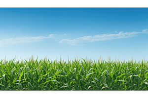 growth young corn field ai generated, a Beauty & Fashion Photo by pikepicture