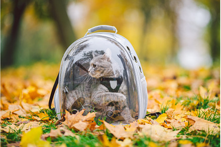 Gray cat in backpack with porthole