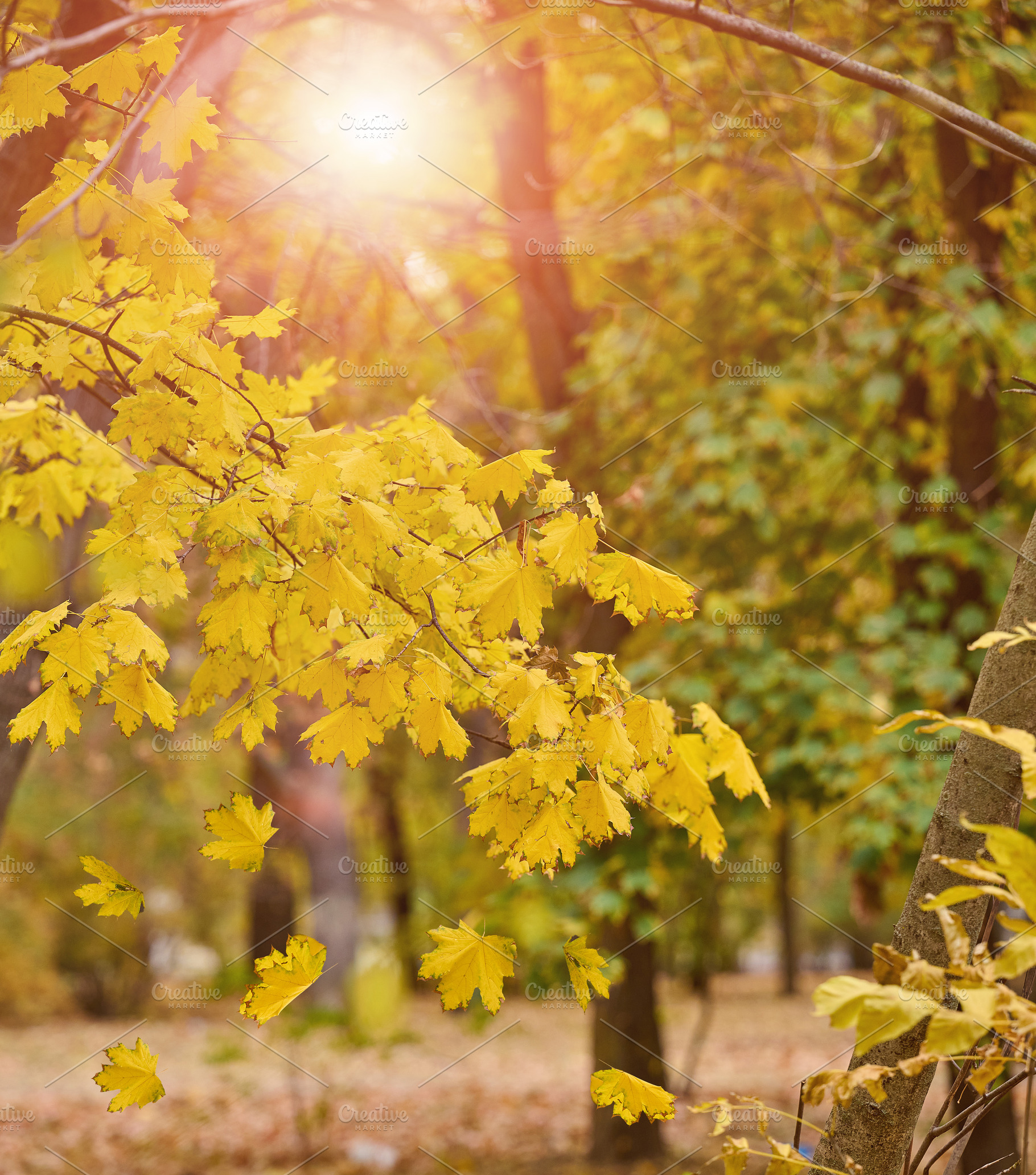 Autumn park with falling yellow maple leaves and bright sun shin, a Nature Photo by ndanko